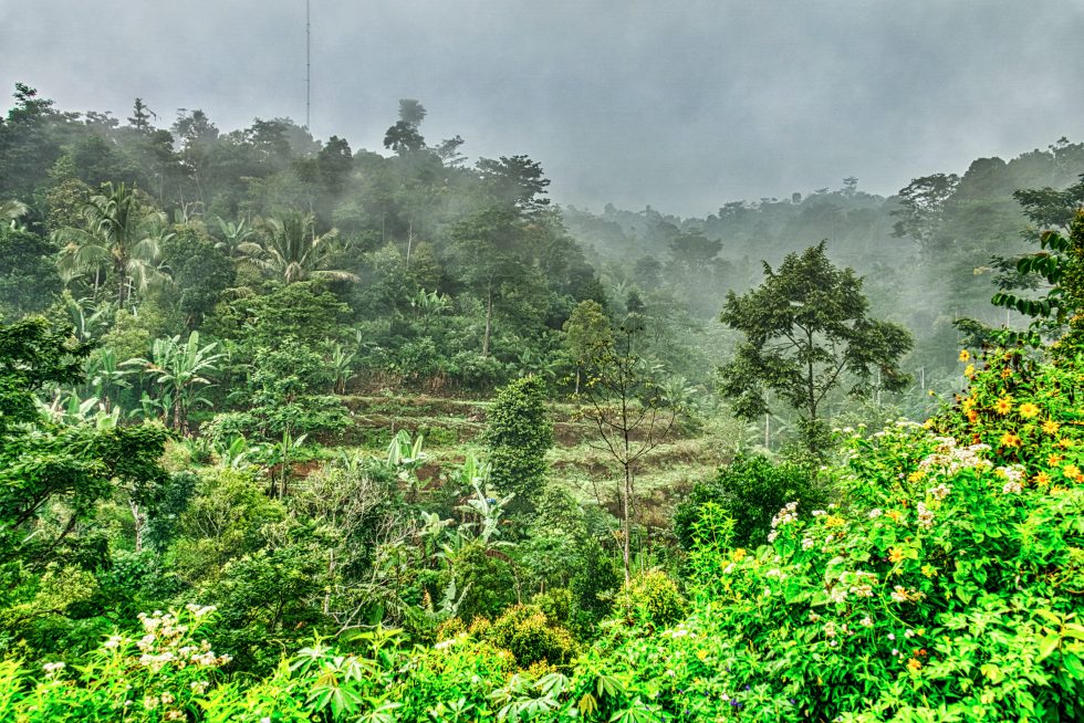 Palm Oil Industry Invests in Radar Monitoring to Detect Deforestation